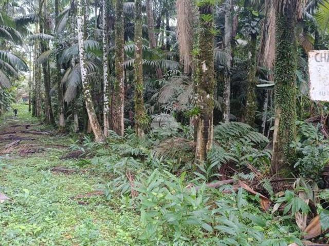 Sítio e chácara venda em Região Geográfica Imediata de Paranaguá, Antonina