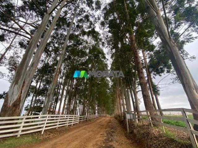 Sítio e chácara venda em Região Geográfica Imediata de Barbacena, Barbacena