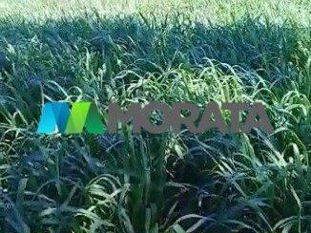Sítio e chácara venda em Região Geográfica Imediata de Montes Claros, Campo Azul