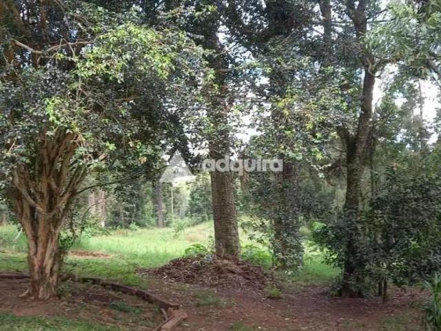 Sítio e chácara venda em Região Geográfica Imediata de Cascavel, Catanduvas