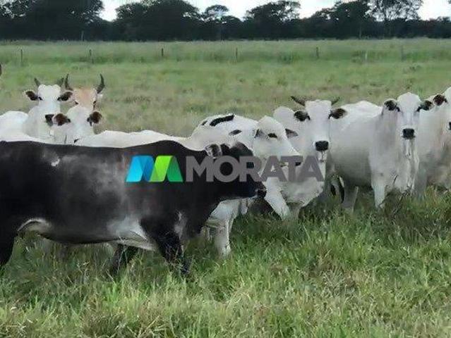 Sítio e chácara venda em Região Geográfica Imediata de Janaúba, Janaúba