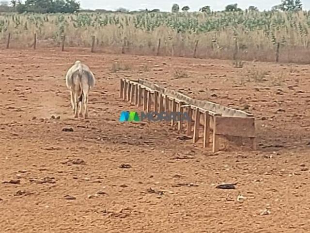 Sítio e chácara venda em Região Geográfica Imediata de Janaúba, Janaúba