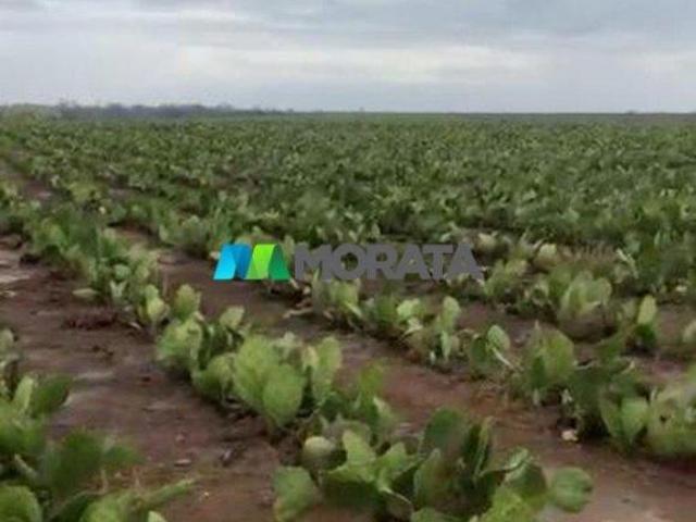 Sítio e chácara venda em Região Geográfica Imediata de Janaúba, Manga