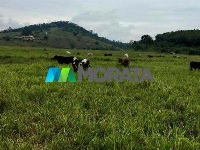 Sítio e chácara venda em Região Geográfica Imediata de Ponte Nova, Ponte Nova