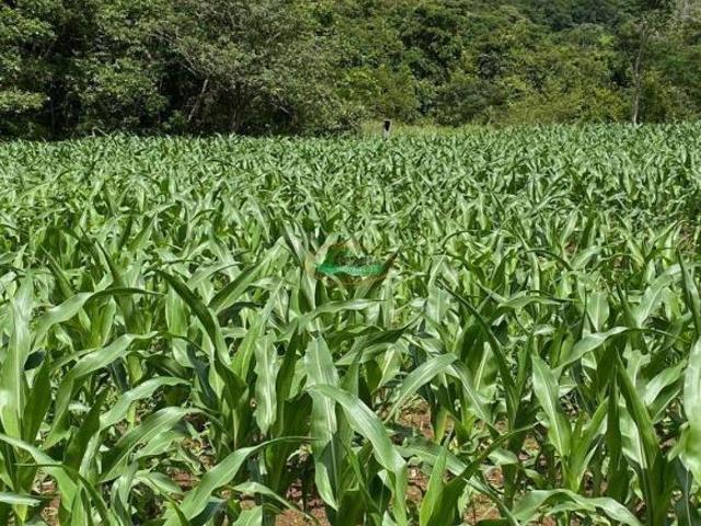 Sítio e chácara venda em Região Geográfica Imediata de Caldas Novas-Morrinhos, Rio Quente