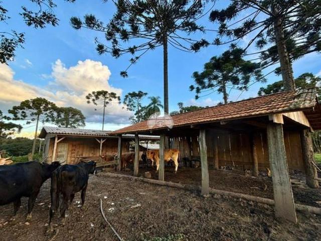 Sítio e chácara venda em Região Geográfica Imediata de União da Vitória, São Mateus do Sul