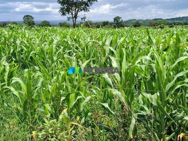 Sítio e chácara venda em Região Geográfica Imediata de Curvelo, Santo Hipólito