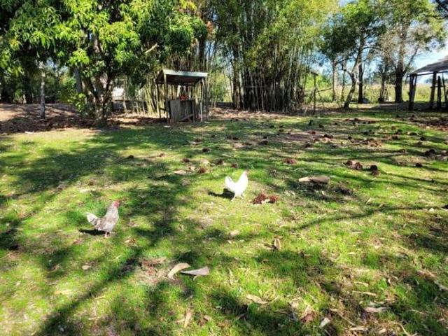 Sítio e chácara venda em Região Geográfica Imediata de Pelotas, Aglomeração Urbana do Sul