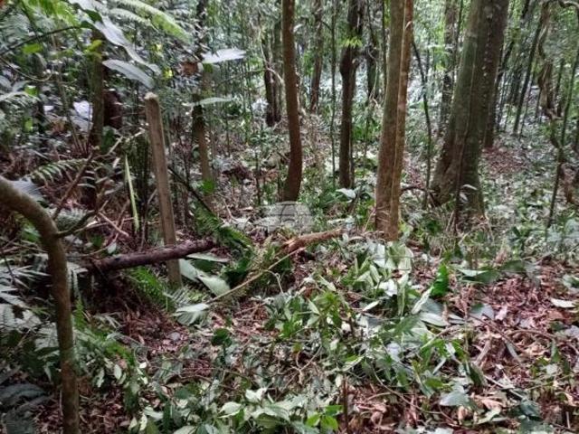 Terreno venda em Região Geográfica Imediata de Paranaguá, Antonina