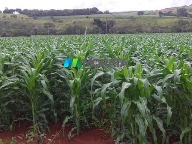 Sítio e chácara venda em Região Geográfica Imediata de Dores do Indaiá, Luz