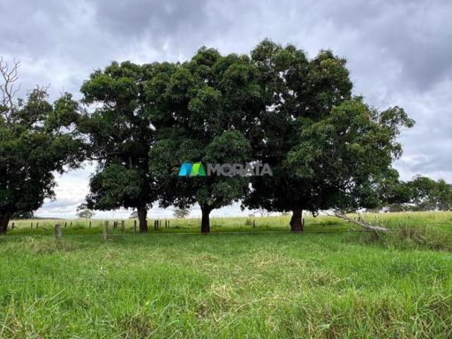Sítio e chácara venda em Região Geográfica Imediata de Curvelo, Felixlândia