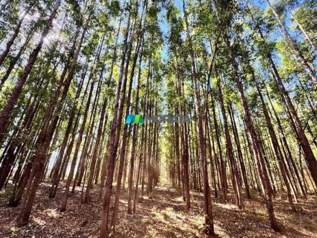 Sítio e chácara venda em Região Geográfica Imediata de Curvelo, Corinto