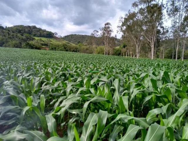 Sítio e chácara venda em Região Geográfica Imediata de Ubá, Guarani