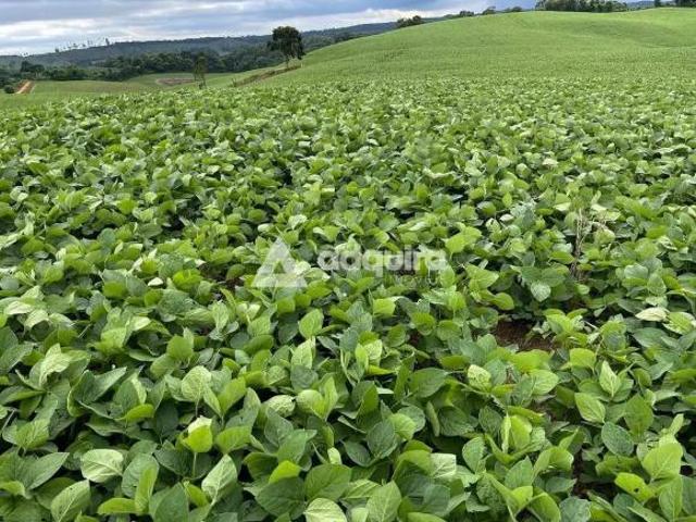 Sítio e chácara venda em Região Geográfica Imediata de Ponta Grossa, Castro