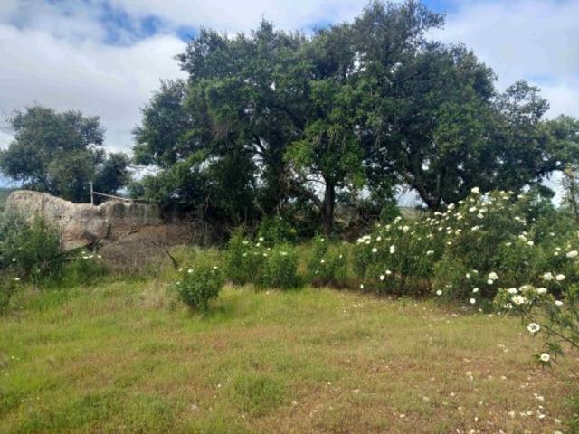 Terreno venda em Serpa, Beja