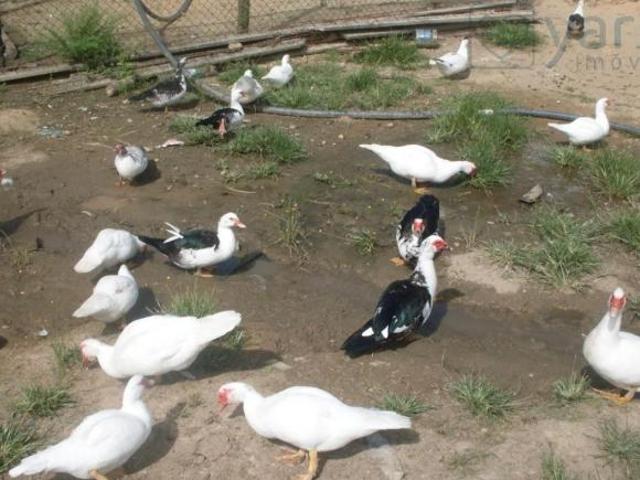 Sítio e chácara venda em Juquia, São Paulo