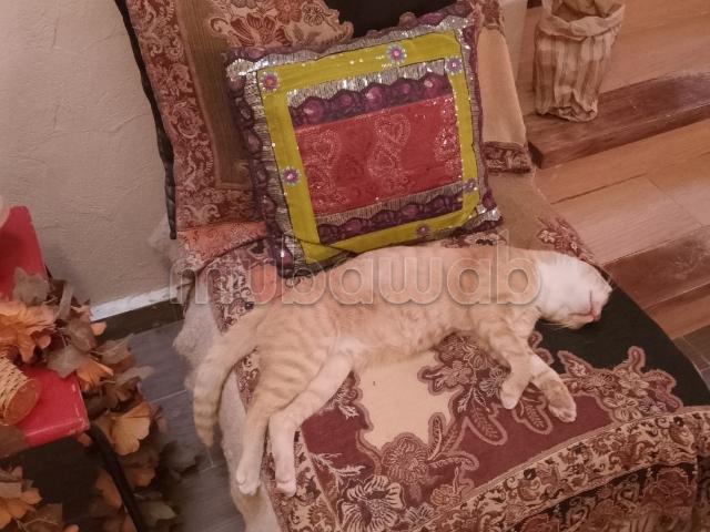 Maison vente à Oued ed Dahab-Lagouira