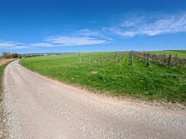 Grundstück kaufen in Siegendorf, Burgenland