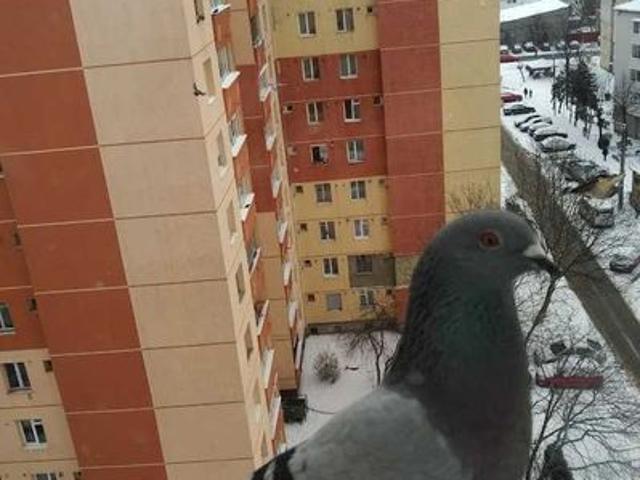 Apartament închirieri
