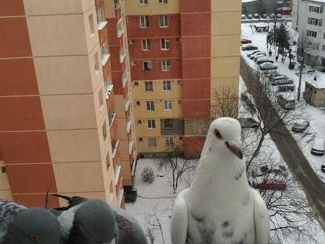 Apartament închirieri în Traian, Bacău