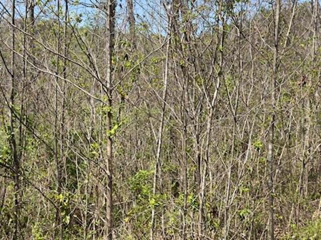 Land for sale in Burnside, Kentucky