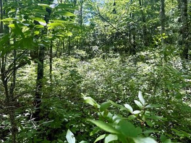 Land for sale in Transylvania, North Carolina