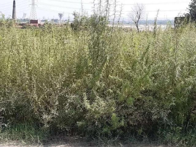 Commercial for sale in Islamabad Capital Territory