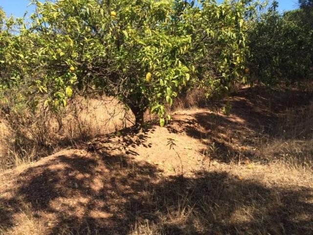 Local Comercial en venta en El Condado, Andalucía