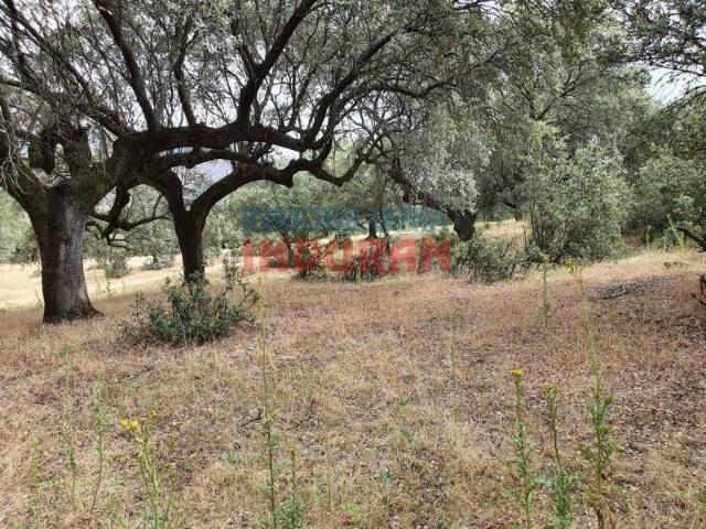 Local Comercial en venta en Casas Del Castañar, Extremadura