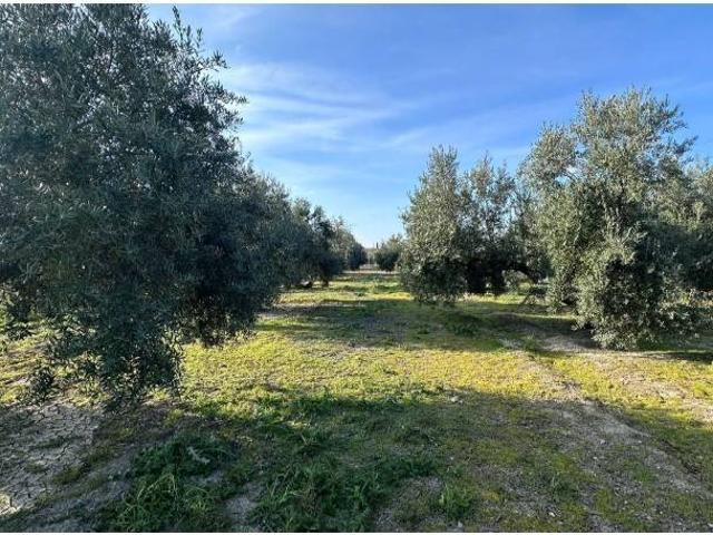Local Comercial en venta en Jaén, Andalucía
