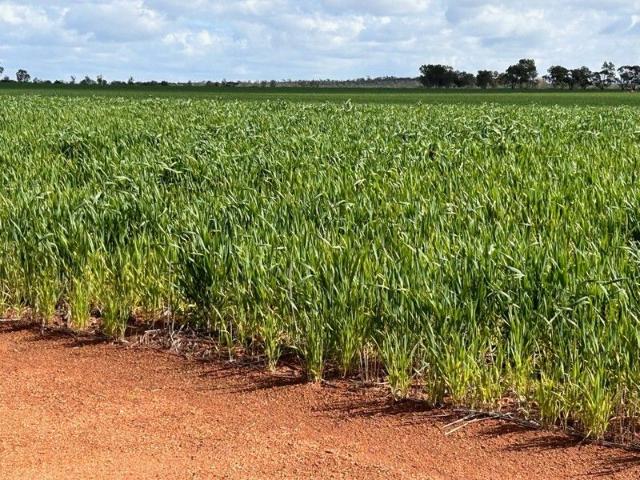Cottage for sale in Carnamah, Western Australia