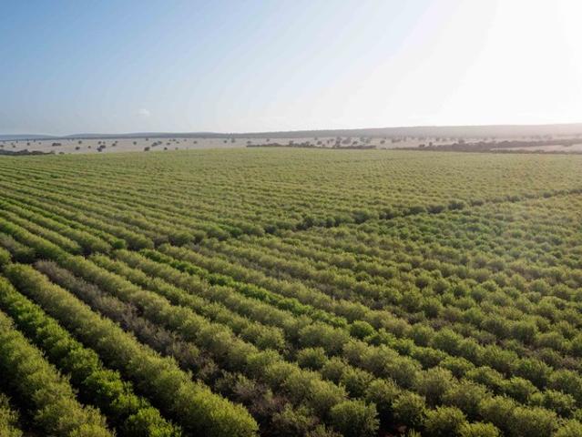 Property for sale in Griffith, New South Wales