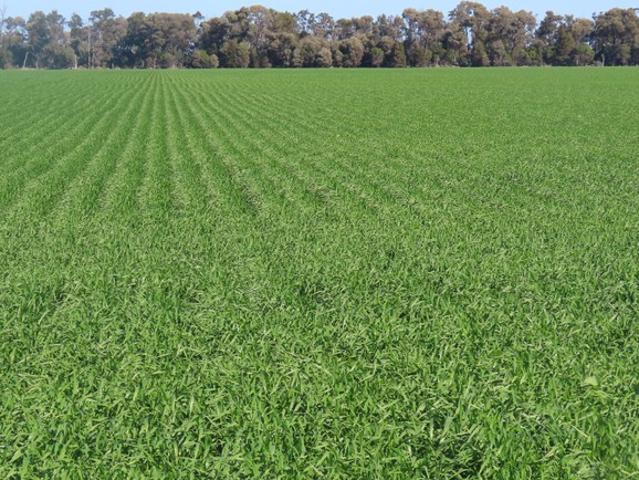 Property for sale in Goondiwindi, Queensland