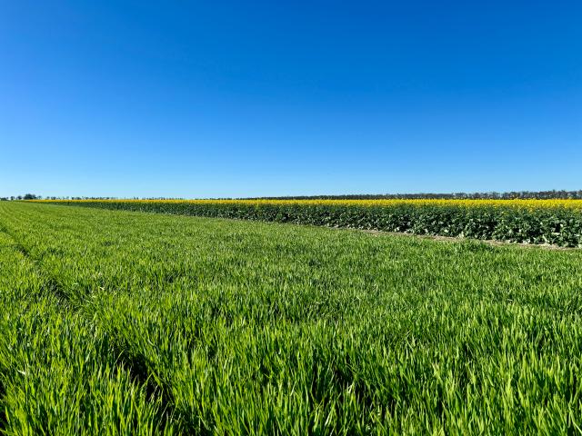 Property for sale in Moree, New South Wales