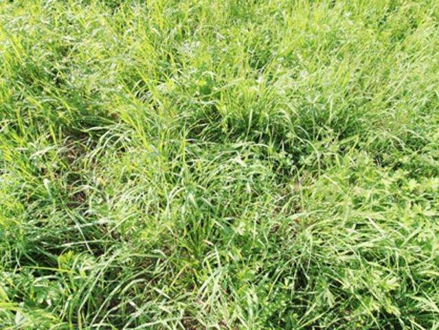 Gewerbe kaufen in Freistadt, Oberösterreich