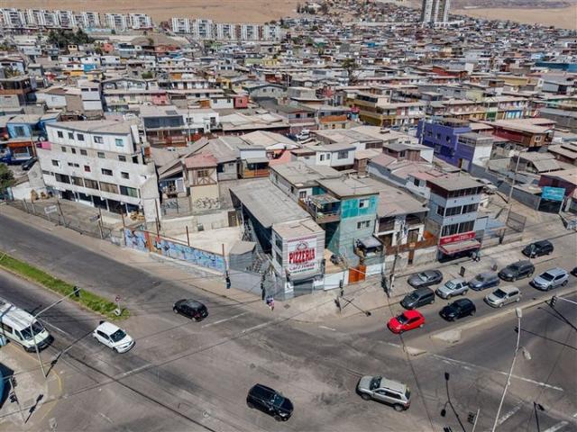Iquique, tadeo haenke