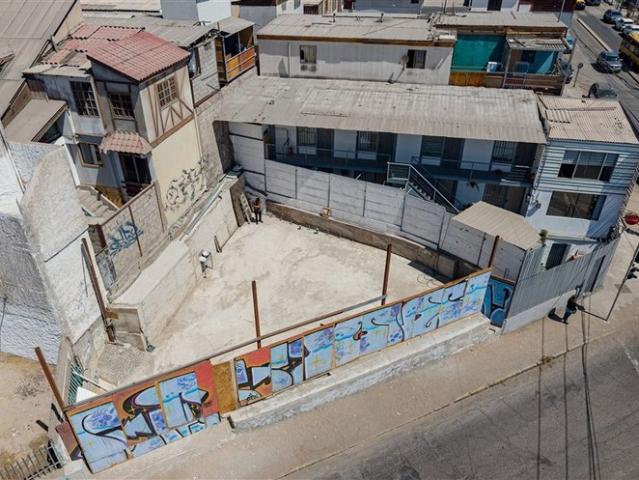 Iquique, tadeo haenke