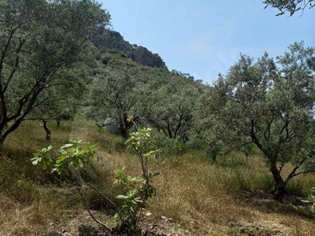 Selçuk, İzmir içerisinde satılık mülk