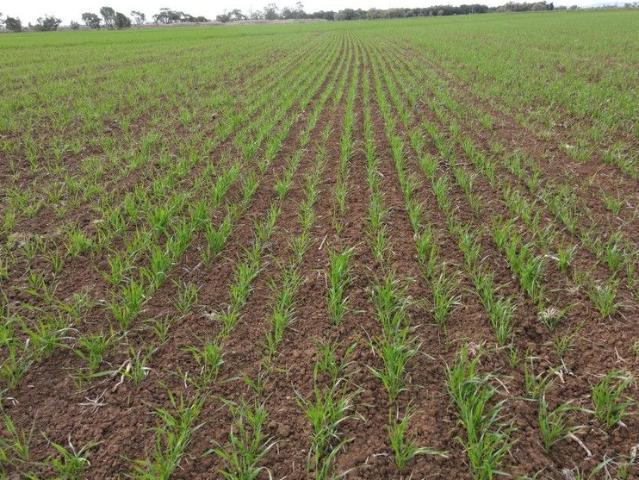 Property for sale in Widgelli, New South Wales