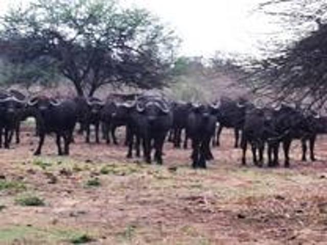 Farm for sale in Lephalale, Limpopo