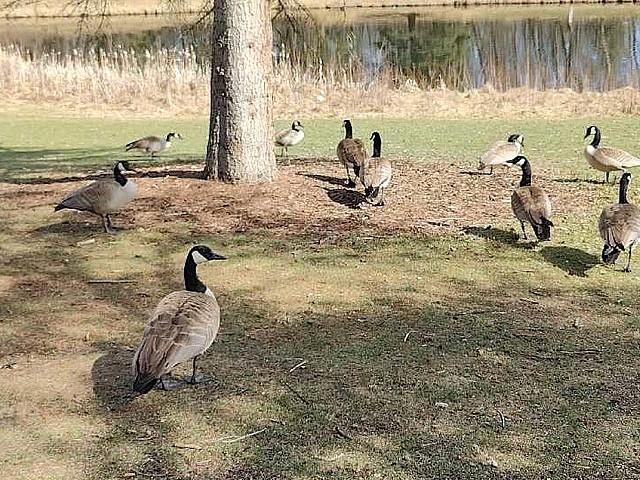 Land for sale in Olds, Alberta