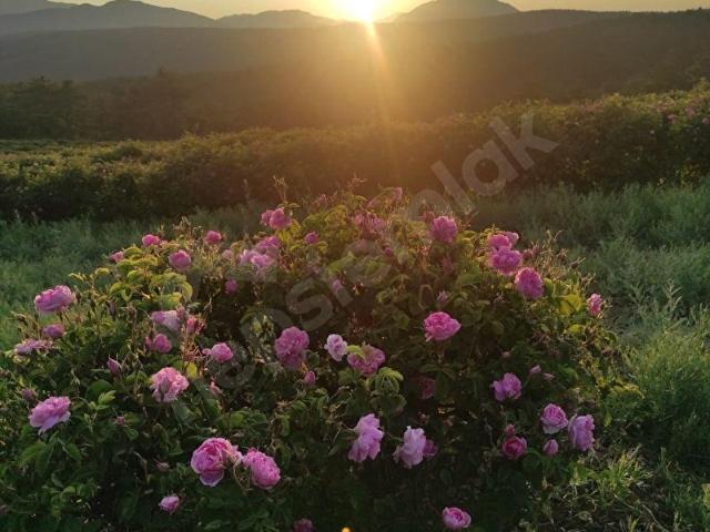 Gönen, Isparta içerisinde satılık mülk