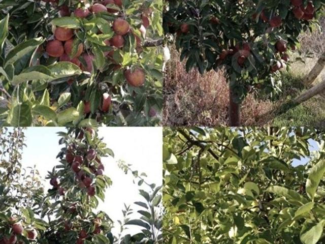 Küçük Gökçeli, Isparta Merkez içerisinde satılık Arsa