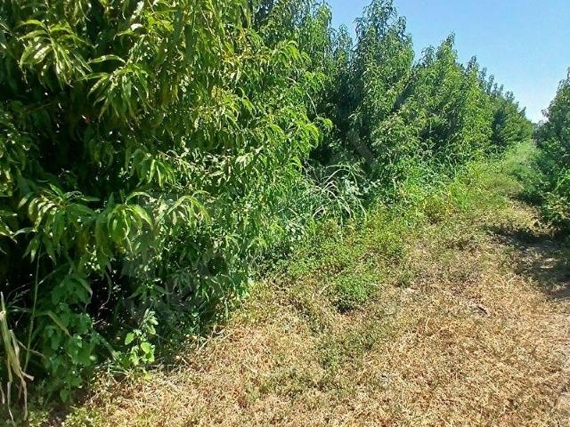 Bayindir, İzmir içerisinde satılık Arsa
