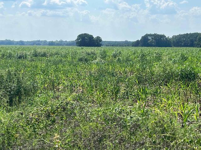 Land for sale in Argyle, Bennettsville