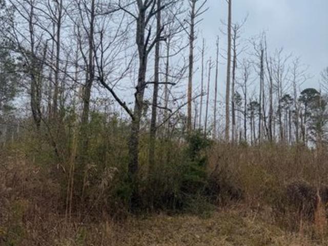 Land for sale in Braxton, Mississippi