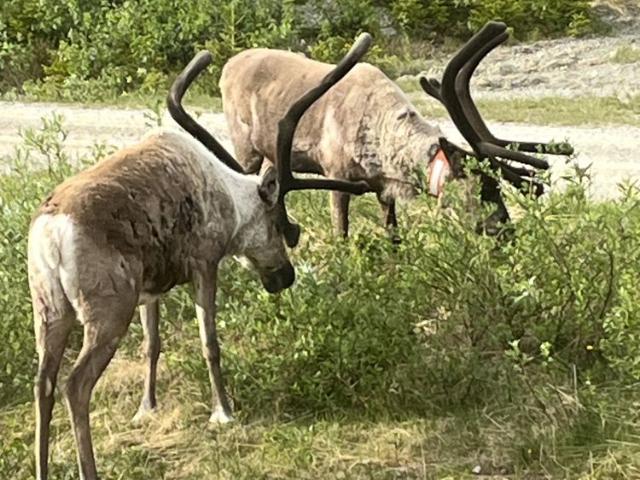 Hus hyra i Jämtland