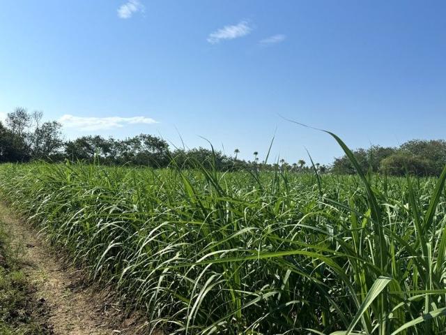 Property for sale in Jarvisfield, Queensland