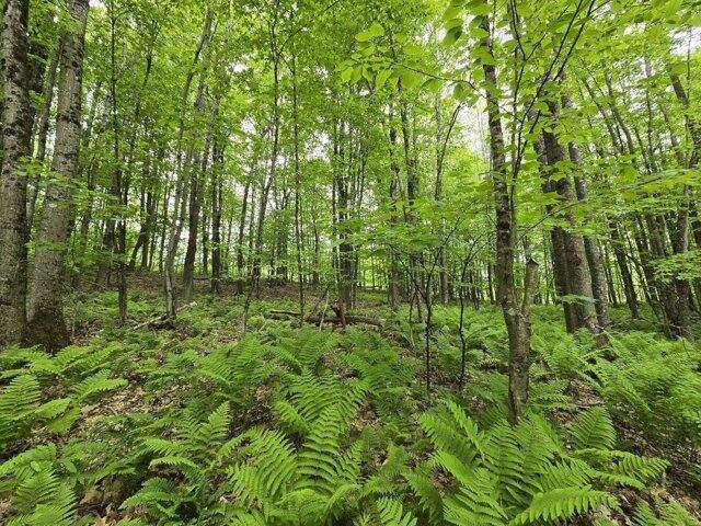 Land for sale in Jay, Maine