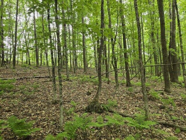 Land for sale in Jay, Maine